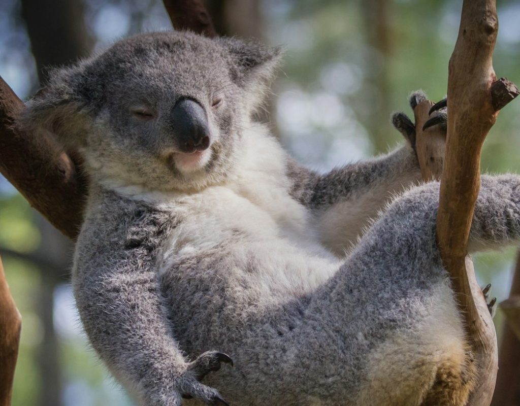gray koala bear sitting on tree branch during daytime