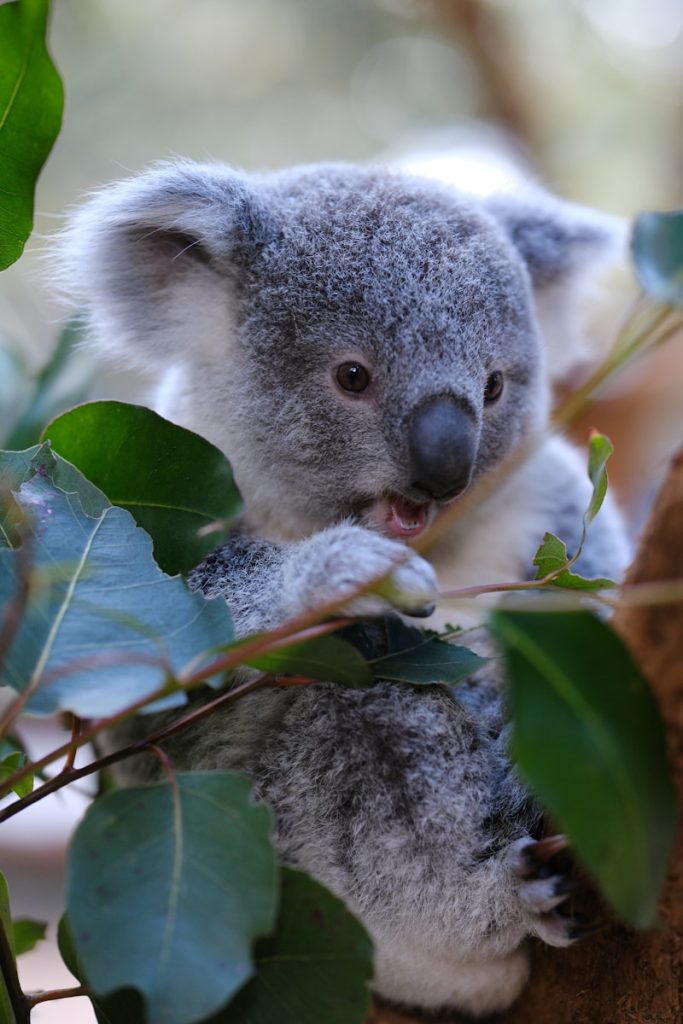 A koala sitting in a tree with its mouth open